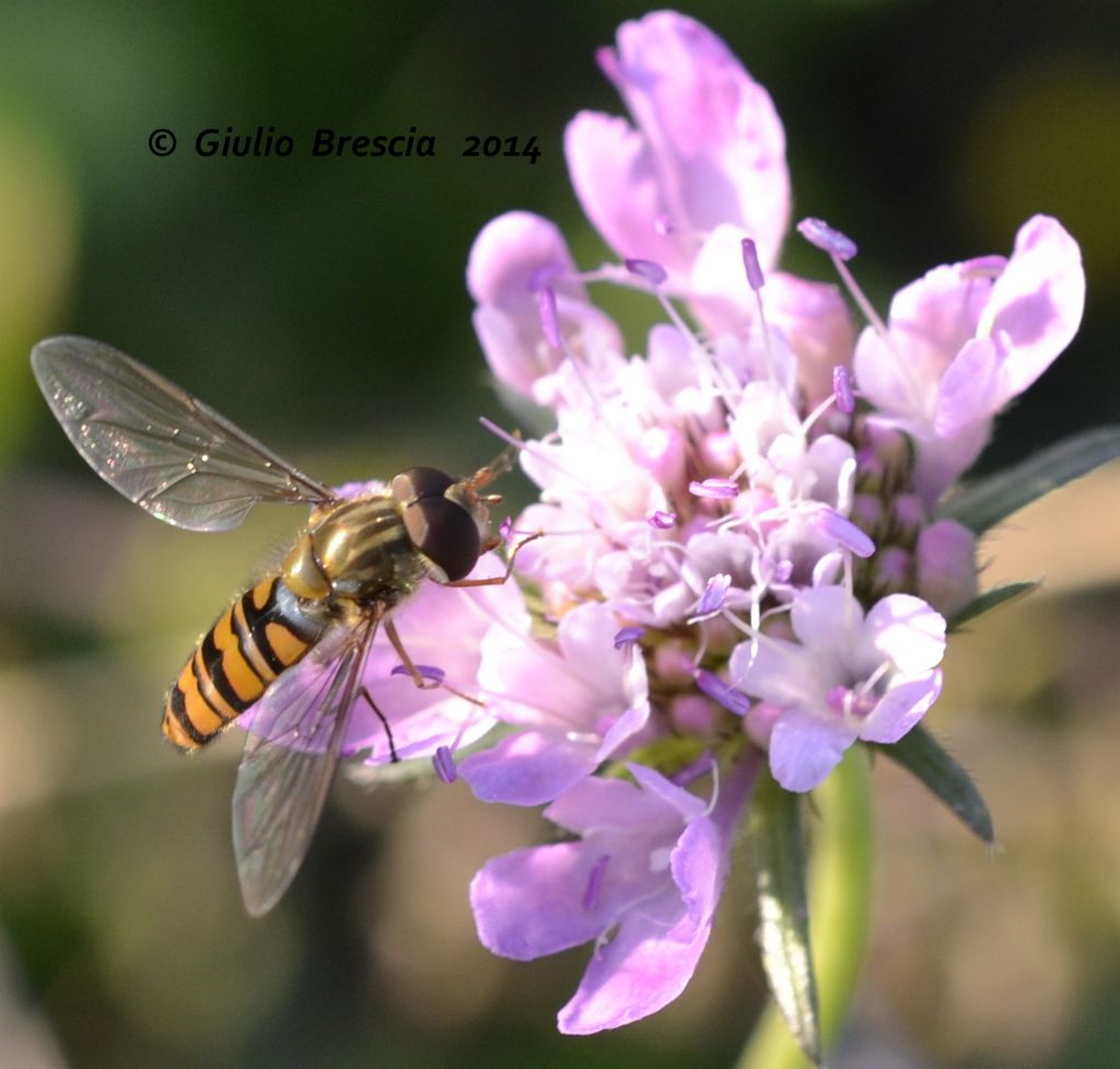 Syrphidae,Episyrphus balteatus